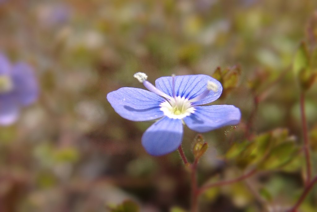 【おだやかに・・・春】花
