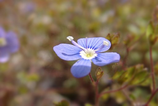 【おだやかに・・・春】花