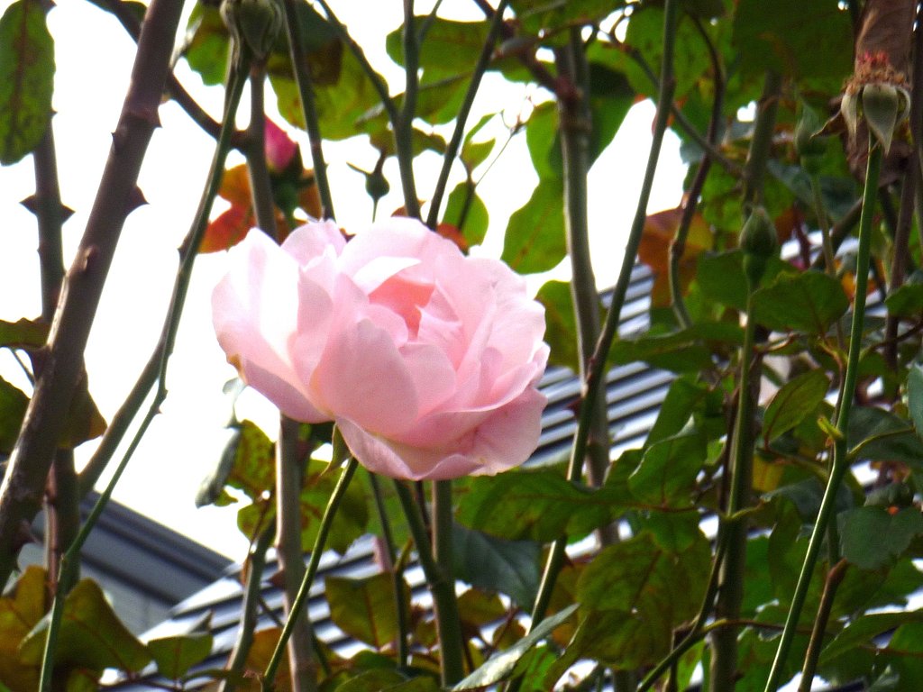 薔薇18