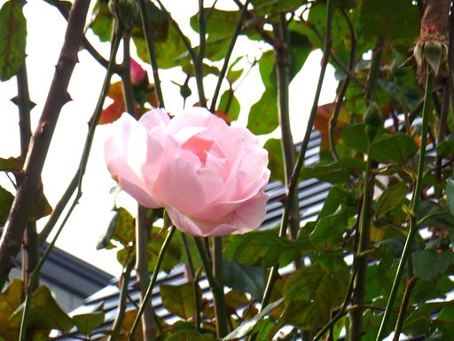 薔薇18