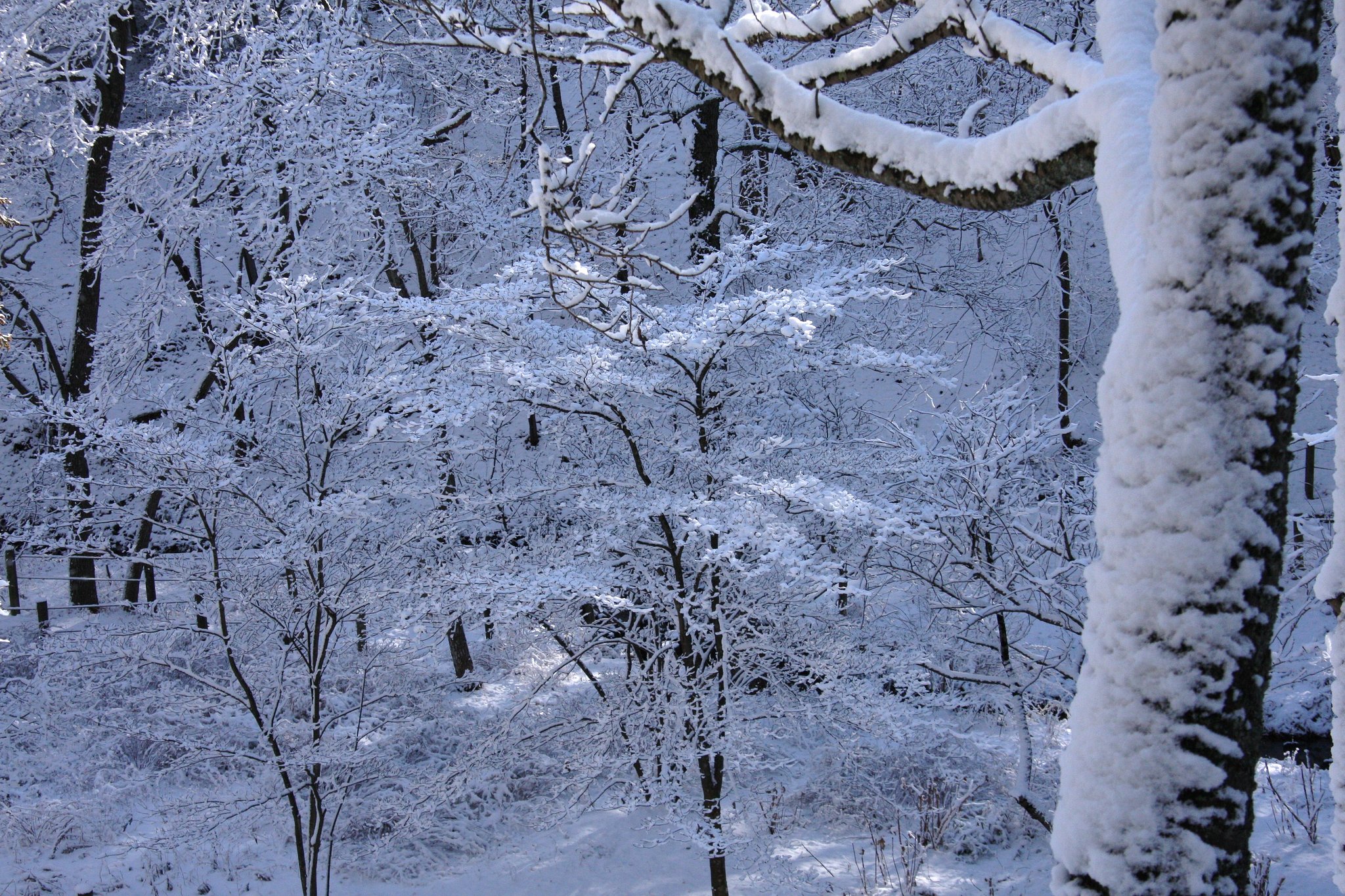 雪化粧