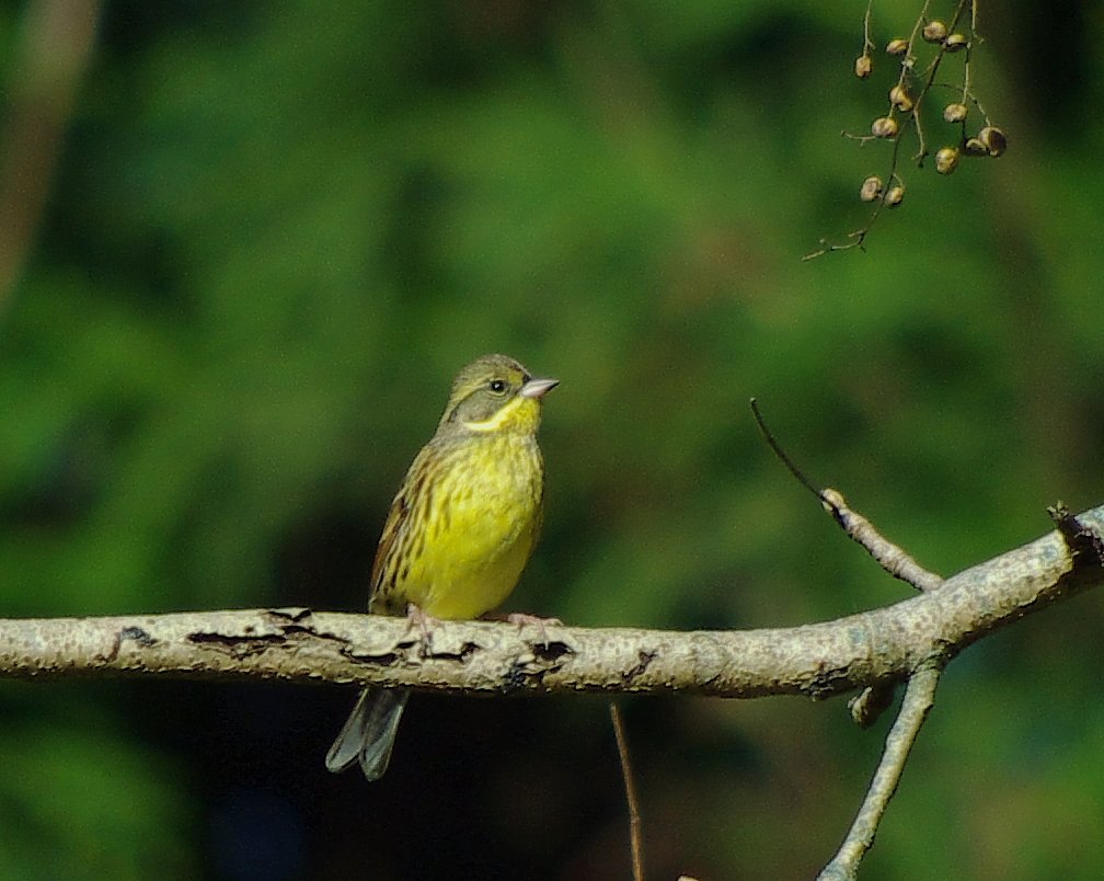 アオジ♀