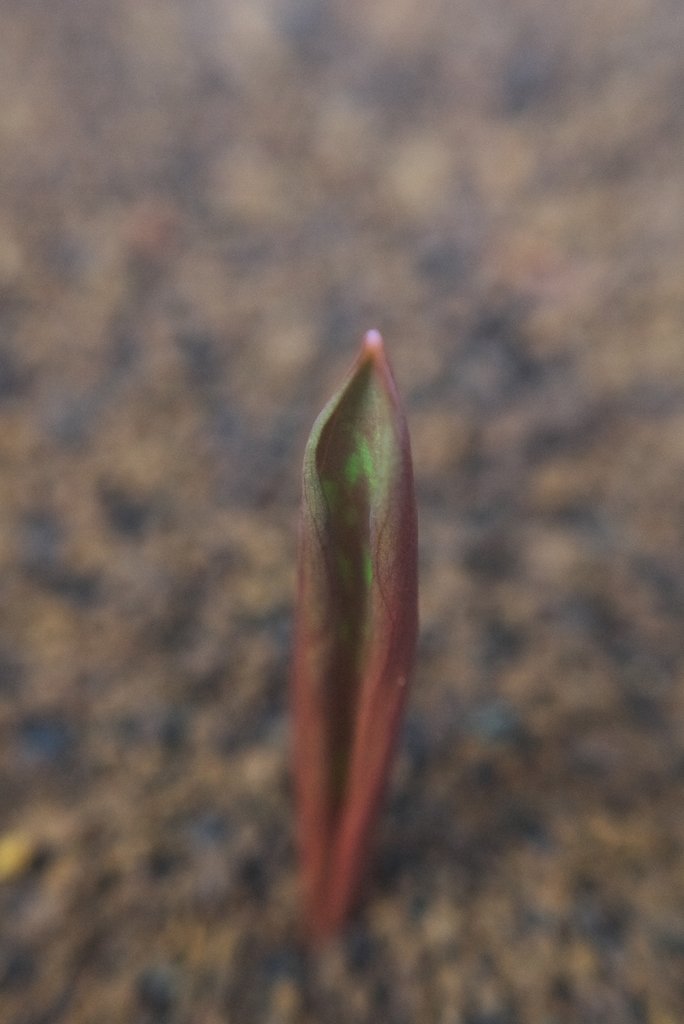 カタクリの芽