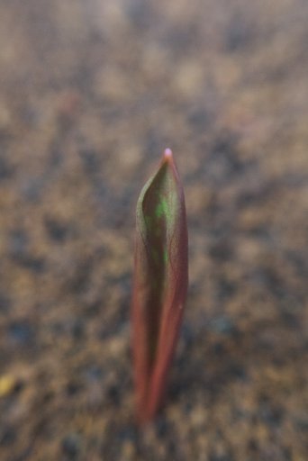 カタクリの芽