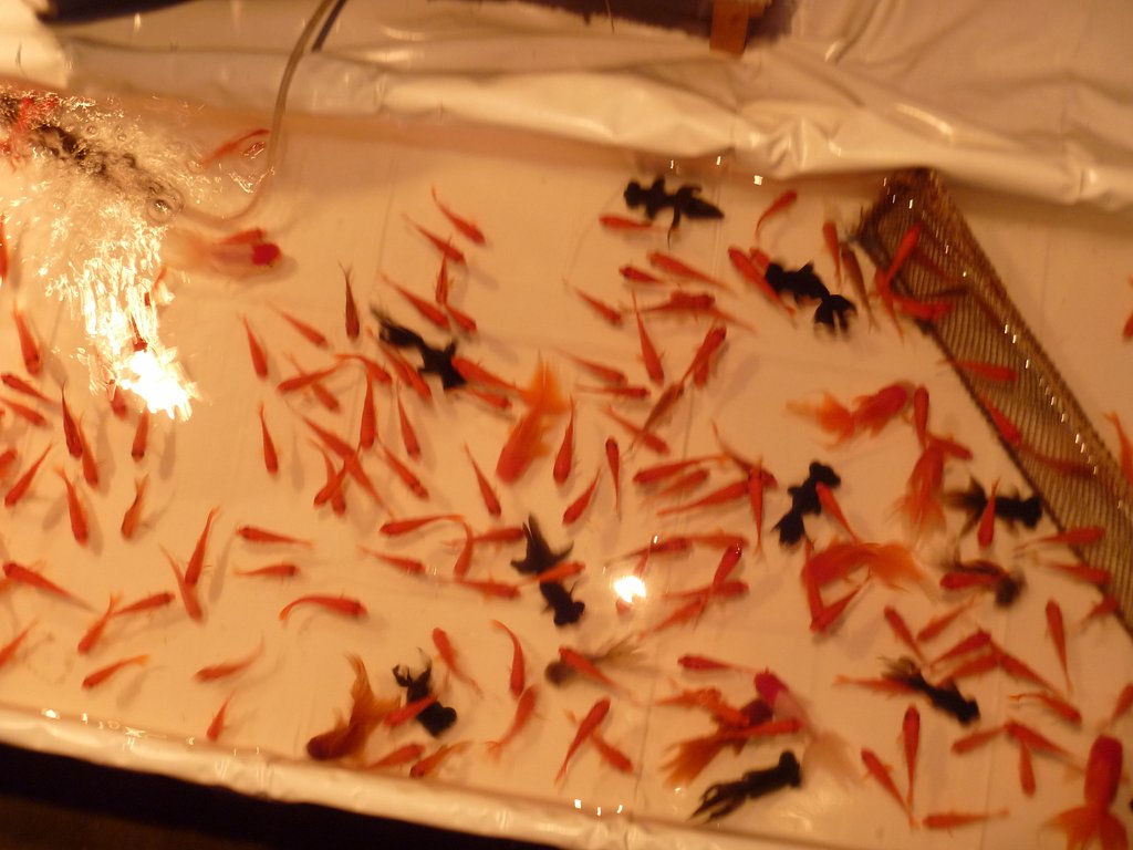 金魚