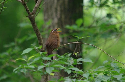 ガビチョウ