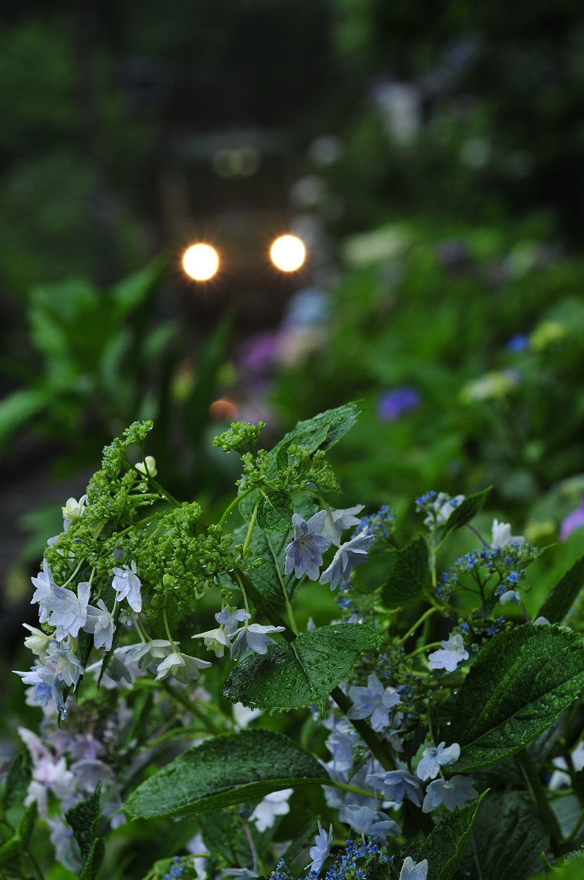 深夜便