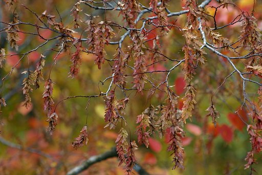 紅葉の中で紅い実り
