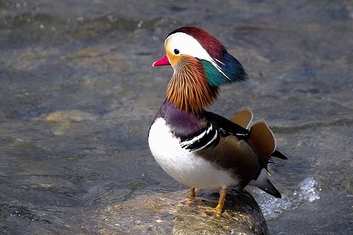 オシドリ