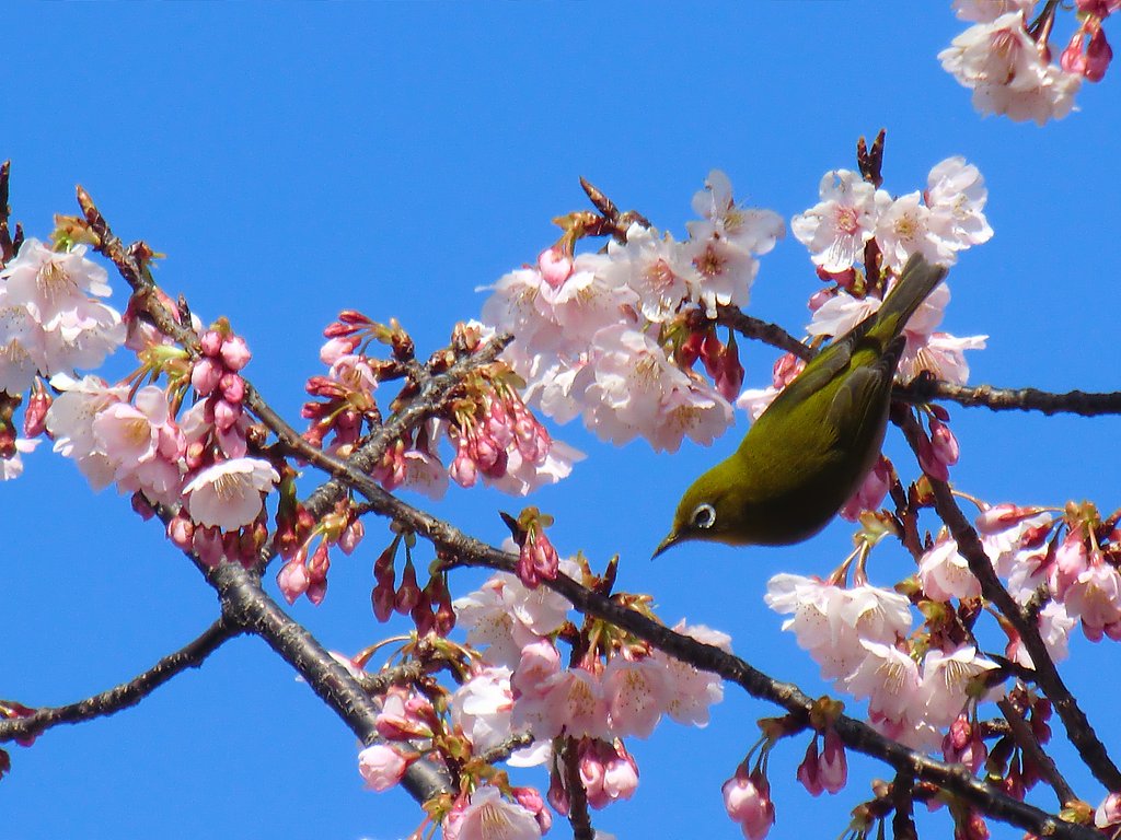 大寒桜とめじろ