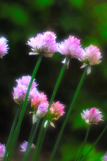 【この色　好き！】春の花＃9