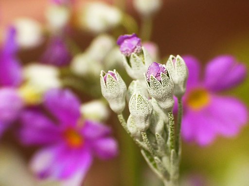サクラソウの蕾