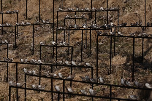 鳥の群れ？