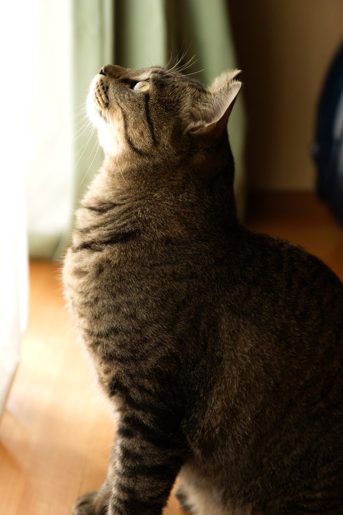 ねこ