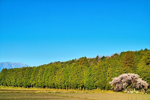 【おだやかに・・・春】 朝焼けの一本桜②