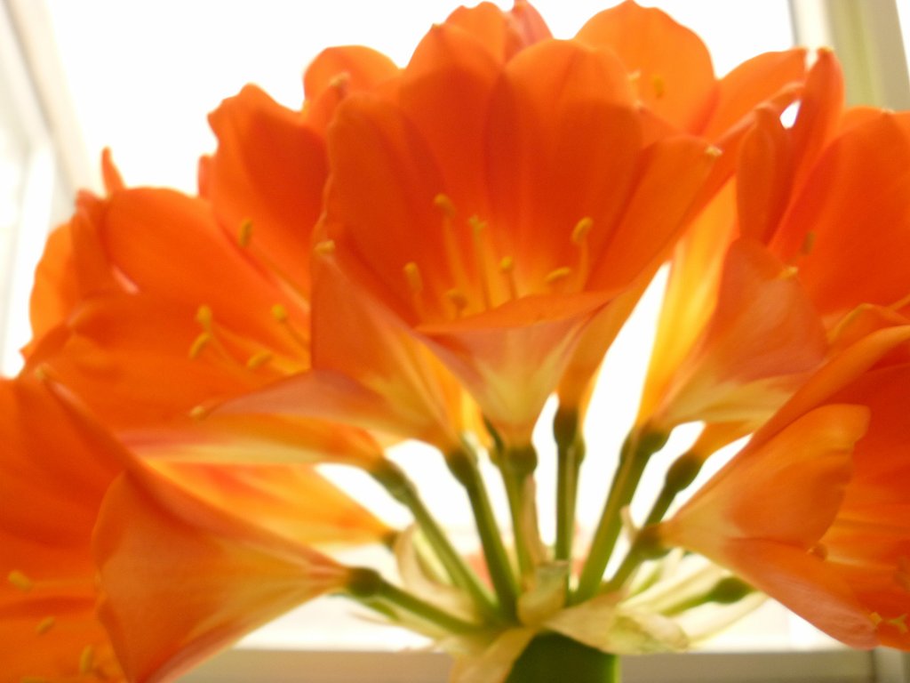 花弁