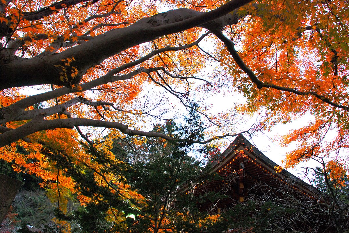 室生寺の秋（奈良県）