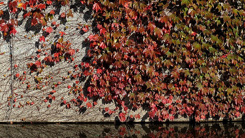 身近な紅葉