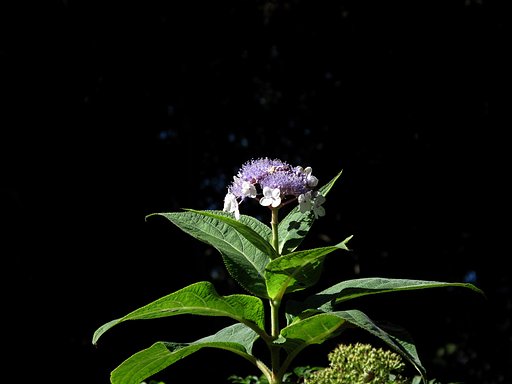 紫陽花が