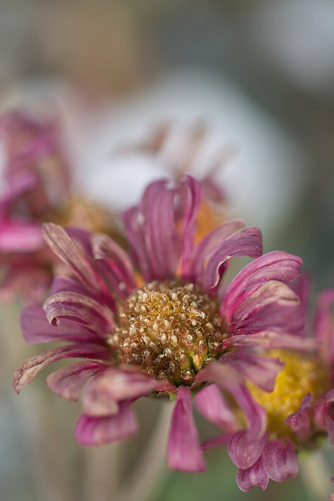 冬の花