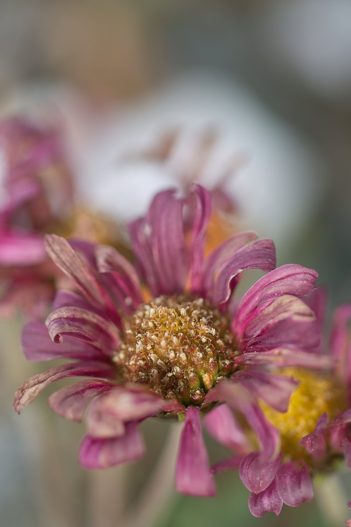 冬の花