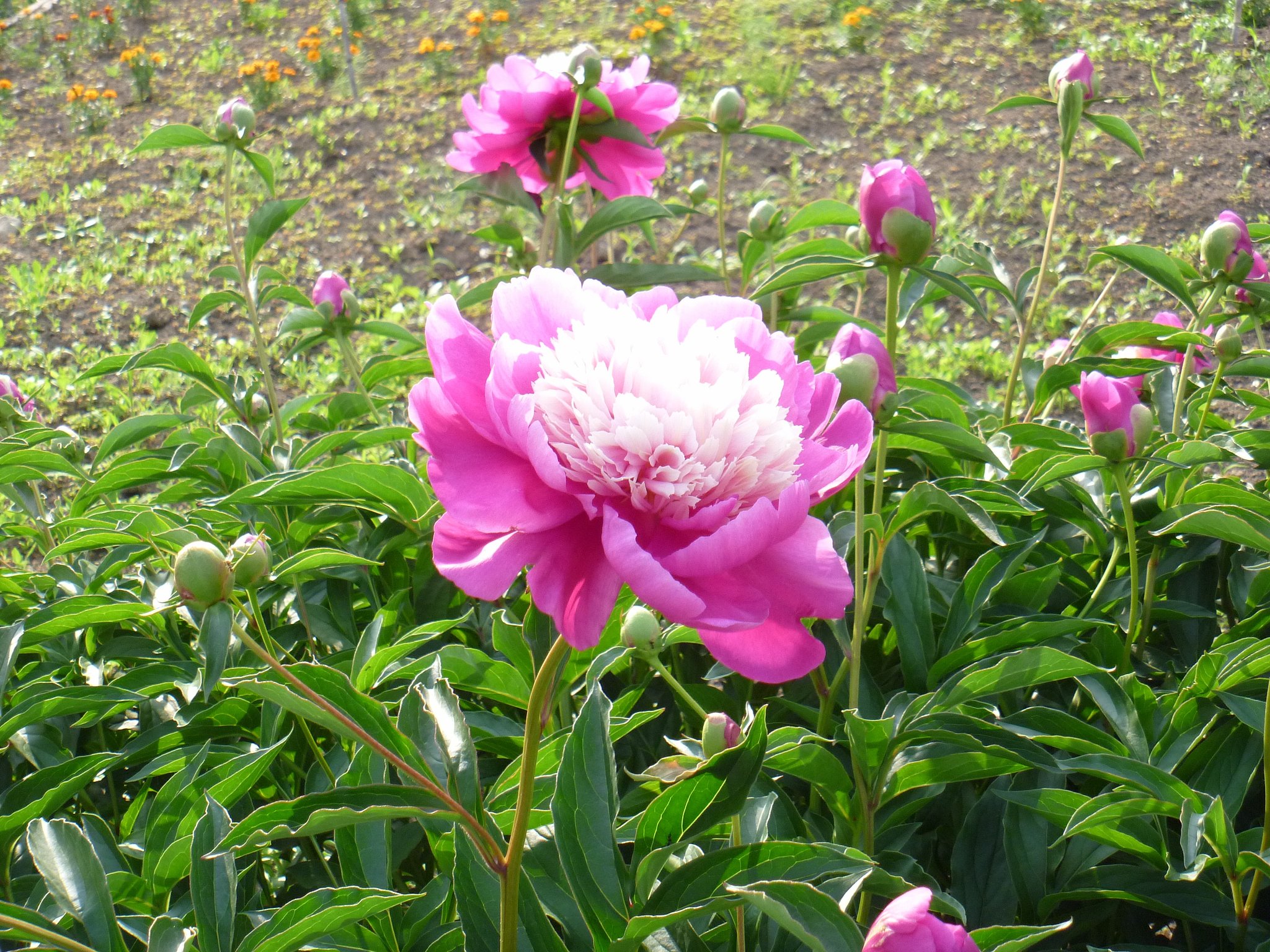 芍薬