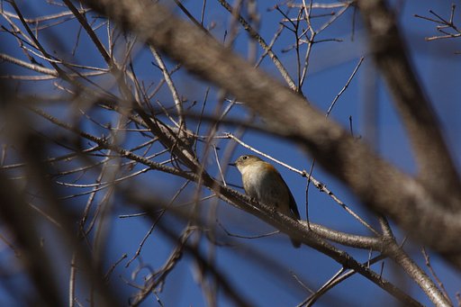 可愛いけれど