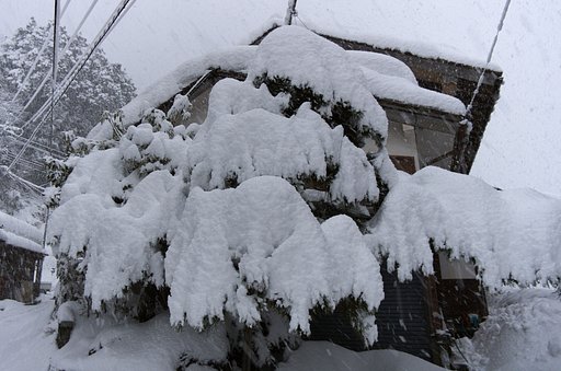 夕べから大雪