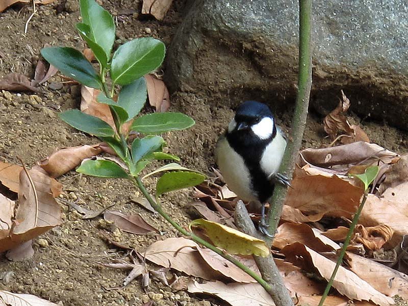 シジュウカラ