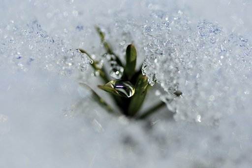 雪の中で　マクロの世界