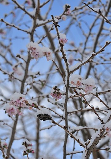 蓑虫と十月桜