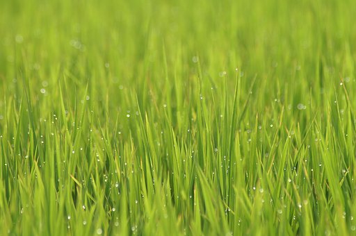【緑】田に訪れた朝の露