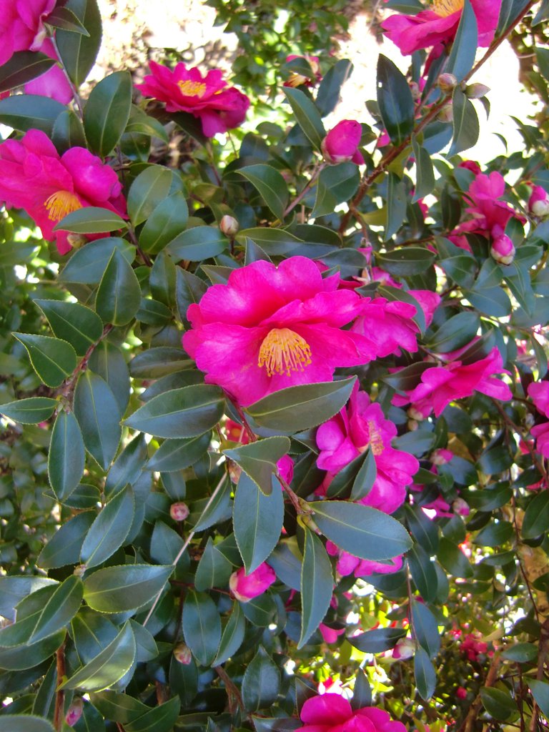 山茶花