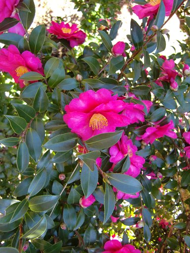 山茶花