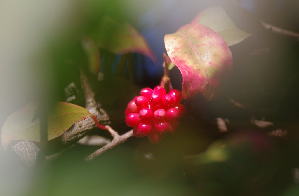 茂みの奥で（その２）