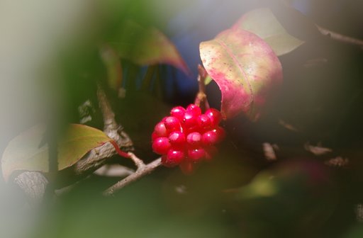 茂みの奥で（その２）