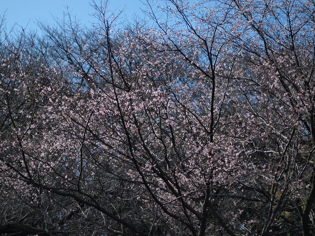 十月桜