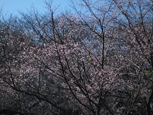 十月桜