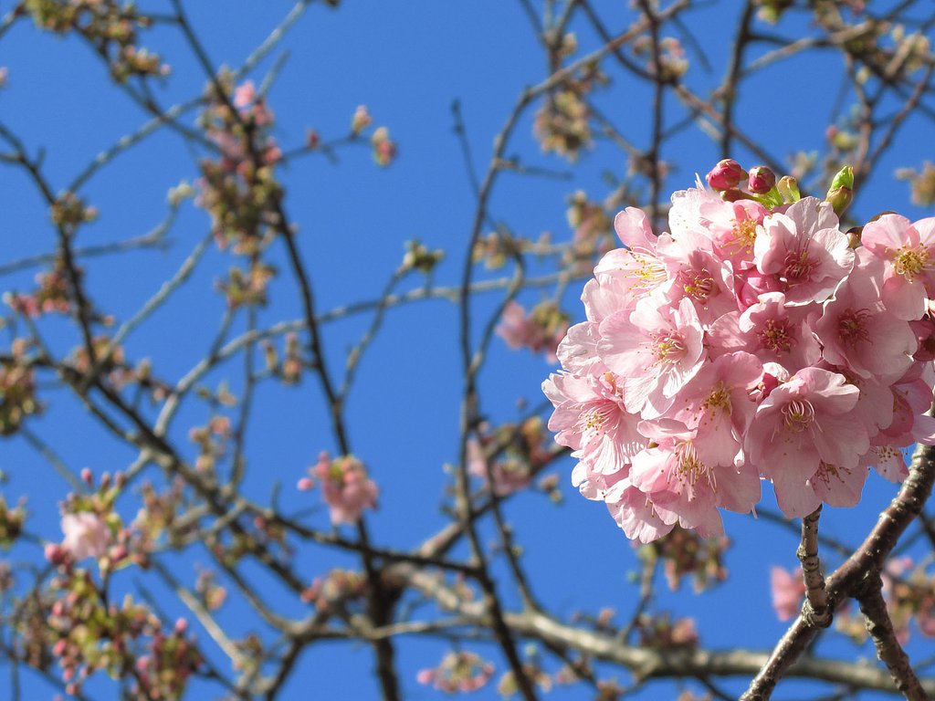 河津桜