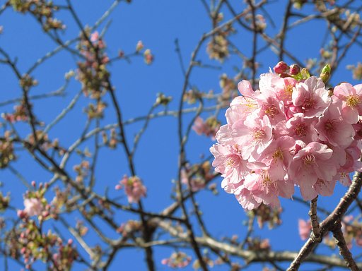 河津桜