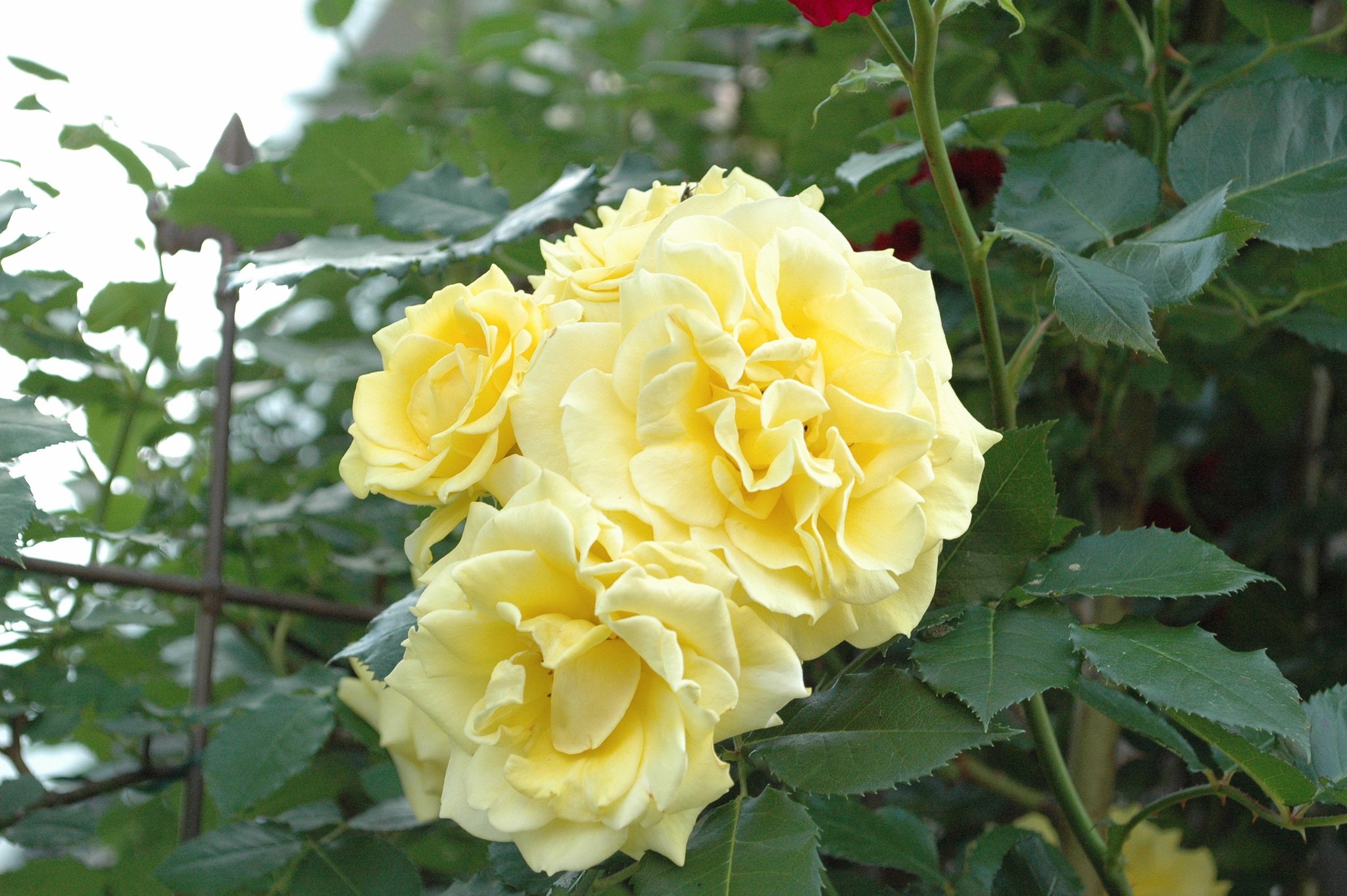 【この色　好き！】薔薇2