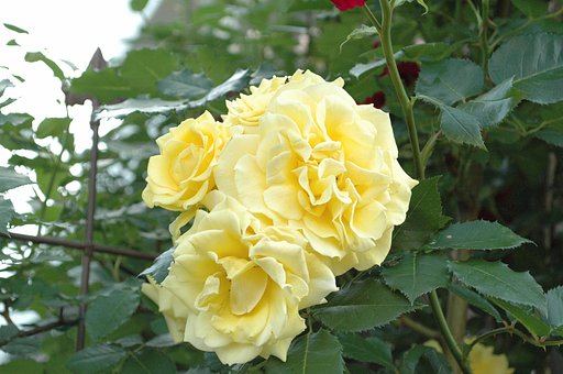 【この色　好き！】薔薇2