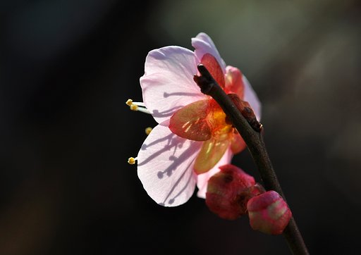 梅