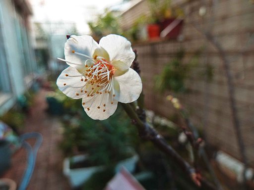 春が来た