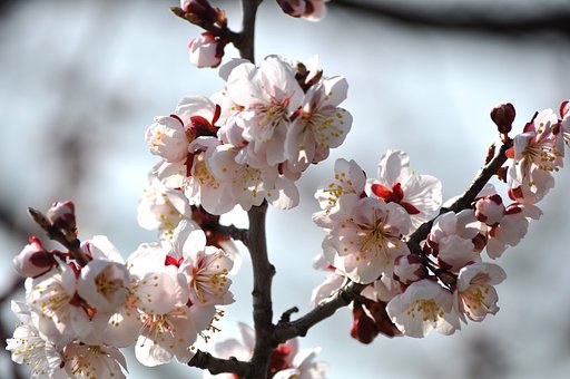 【この色　好き！】桜？梅？