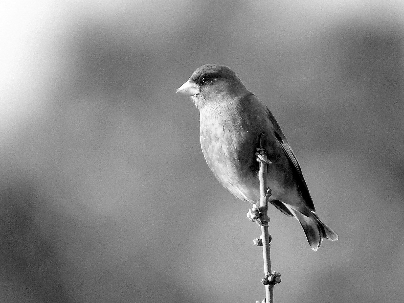 【モノクロ】また鳥ですが