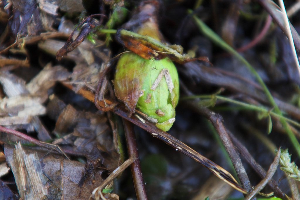 フキノトウが出てき始めました。