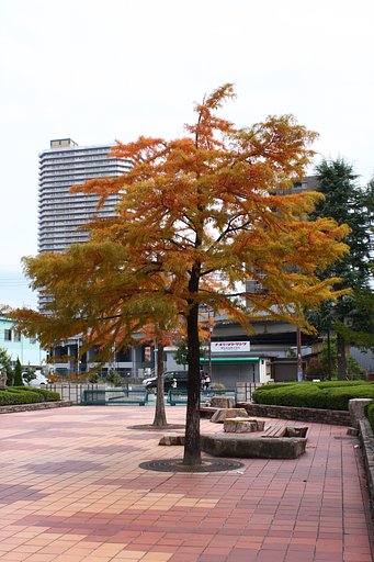 紅葉だぞー
