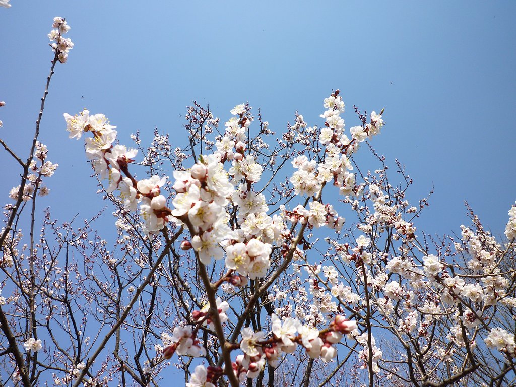 梅桜