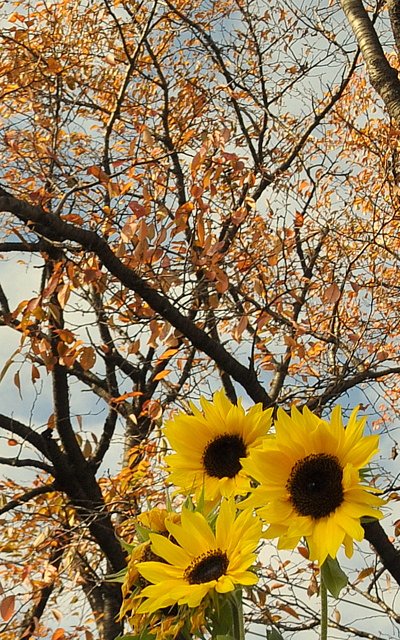 向日葵と紅葉